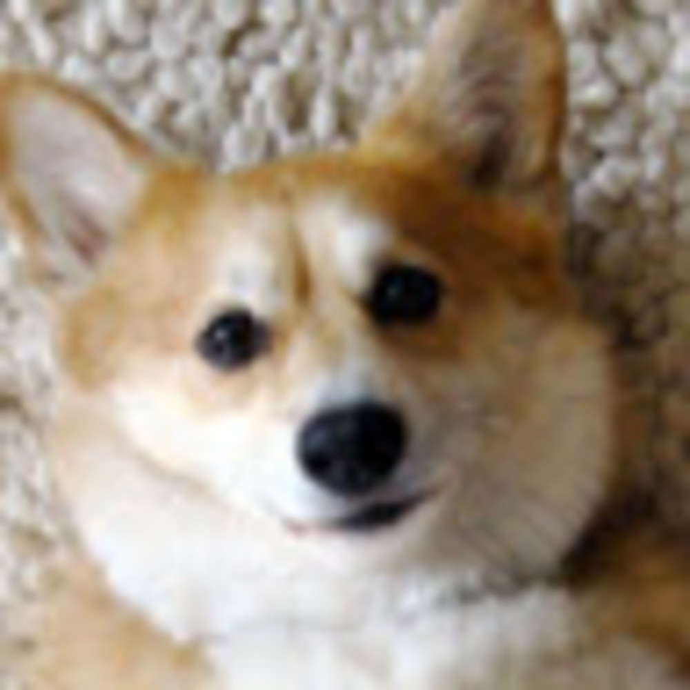 Meet your Posher, Lauren